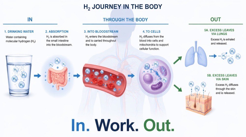 H2 journey in the body — enters via drinking water, absorbed in small intestine, carried through bloodstream to cells and mitochondria, excess exits via lungs and skin. In. Work. Out.