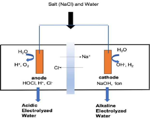 Electrolyzed Water on Body Composition